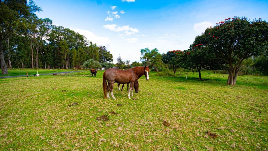 Hosteria Totoral Ibarra Dış mekan fotoğraf